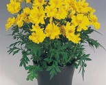 1 Oz Dwarf Yellow Lemon Cosmos Flower Seeds Drought Poor Soils Cut Flowers - $18.00