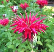 Goodidea Monarda didyma Seed United States Mint Seeds - £6.15 GBP