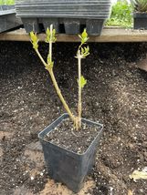 Forsythia Bush  Two Year Old Well Established For 1 Live Plants - £17.95 GBP