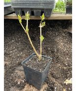 Forsythia Bush  Two Year Old Well Established For 1 Live Plants - £17.95 GBP