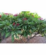 Mexican Red Plumeria Temple Tree Seeds P Rubra Tropical Frangipani Flower - $446.11 MXN