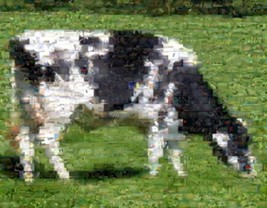 Amazing Black + White Cow Wild Animals Montage Print - £9.05 GBP