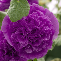 25 Hollyhock Violet Chaters Double / Alcea Rosea / 6 Ft Perennial Flower Seeds G - £8.46 GBP