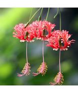 Japanese Lantern Red Hibiscus Rare Tropical Organic Live Plant Fresh Cut... - $25.97 CAD+