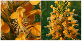 3 Yellow Fringed Orchid Blephariglotis ciliaris PREMIUM NATIVE WILDFLOWE... - $53.99