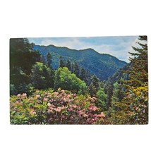 Postcard Scene From The Transmountain Highway US 441 Rhododendrons In Bloom - £5.53 GBP