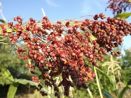 Red sorghum - Santa Fe Red - Sweet sorghum - Sorghum bicolor - 25+ Seeds - Sh 01 - £1.56 GBP