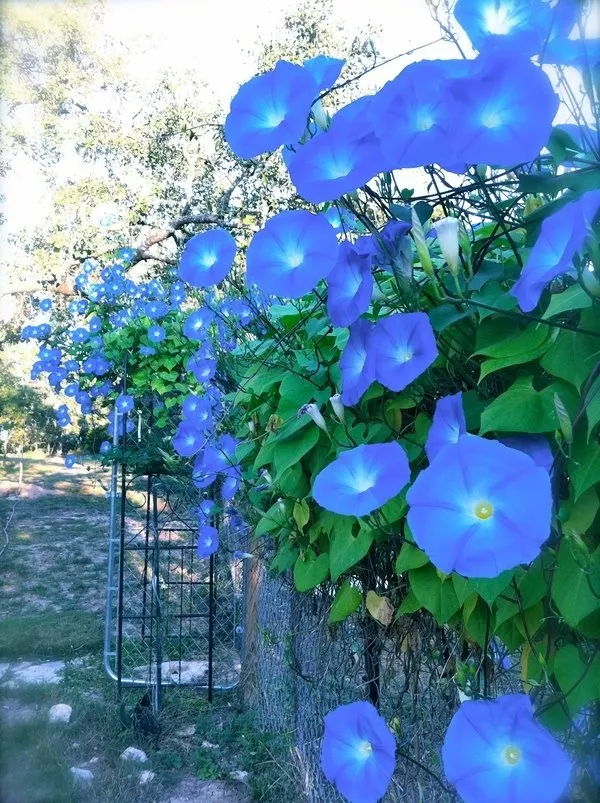 WWATER 40 Morning Glory Clark&#39;S Heavenly Blue, Ipomoea, Easy Vine Flower Seeds - £10.47 GBP