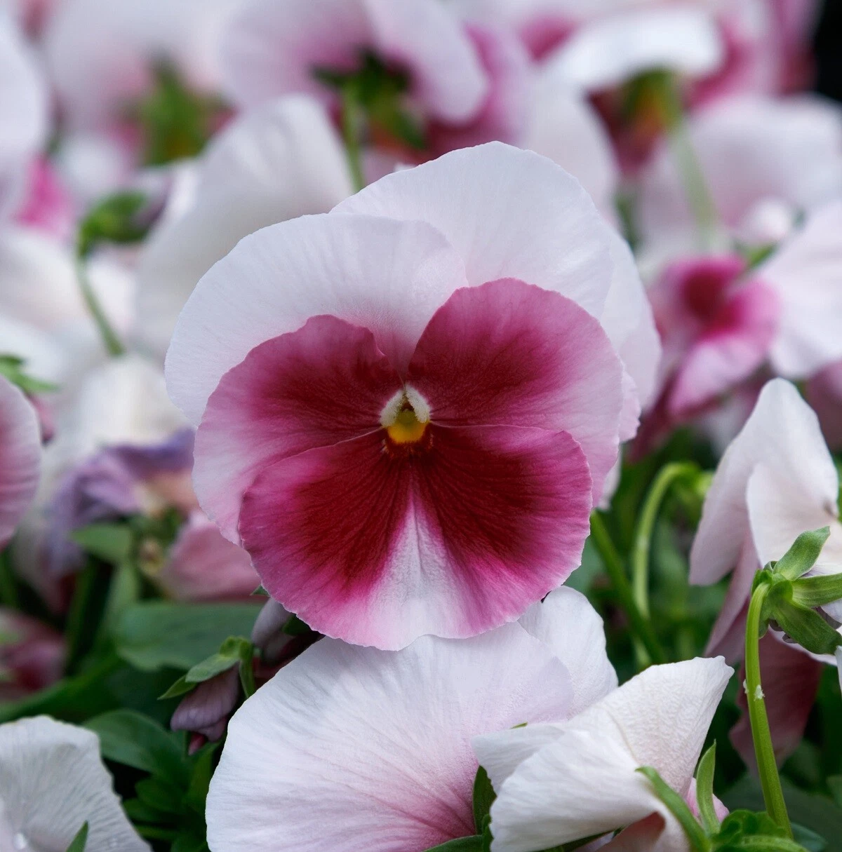 Pansy Seeds Grandio White With Rose Blotch 25 F1 Seeds - $17.22
