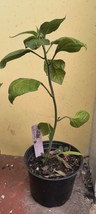 Red LG Manzano Pepper plant 10&quot; bare root - $9.90