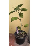 Red LG Manzano Pepper plant 10&quot; bare root - $13.53 CAD