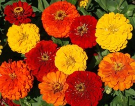 Seeds 100 Lava Lamp Zinnia Flower Elegans Yellow Orange Red Grow Easy - $7.50