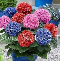 100PCS Hydrangea Bonsai Flower Seeds  Mixed Blue Pink Red Flowers - $7.98