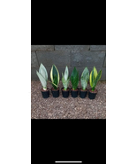Snake Plant 4” - €12,26 EUR
