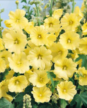 Hollyhock Seeds Russian Yellow Alcea rugosa Single Flower 60 Seeds - £6.30 GBP