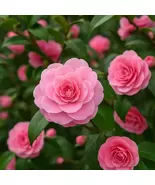 Marie Bracey Spellbound Camellia Japonica Live Plant: Fragrant Pink Bloo... - $125.90