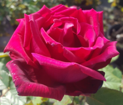 TRAVIATA Red Fragrant Hybrid Tea Rose 5 Gal Bush Plants Shrub Roses Doub... - £50.29 GBP