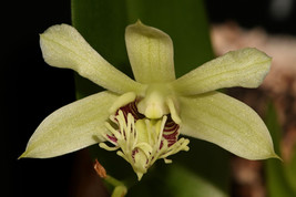 DENDROBIUM DELACOURII SMALL ORCHID MOUNTED - $33.00