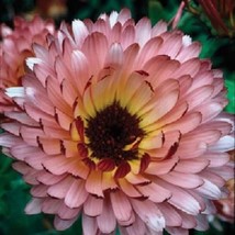 40 Calendula Triangle Flashback Re-Seeding Annual Flower Seeds Gardening USA Shi - $10.00