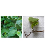 USA Seller Root Beer, Acuyo, Hoja Santa (2 plants!) Piper auritum - $64.99