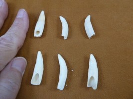 (G371-52-17) Six 1-1/8&quot; Gator Alligator Tooth Gators Teeth For Jewelry - $22.43