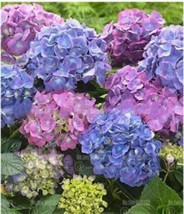 20 Seeds Champagne Hydrangea Seeds Light Purple And Light Blue Flowers Fresh Gar - $9.59