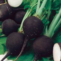 Black Spanish Round Radish Seeds, Spicy, NON-GMO, Variety Sizes, FREE SHIP - $1.97+