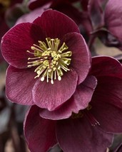 Ice N Roses Barolo Lenten Rose Live Plant 1 Qt Helleborus Winter Rose Fa... - £40.88 GBP