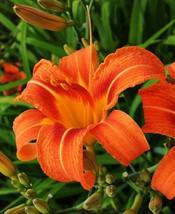 Orange- Hemerocallis fulva – Tawny Daylily - 2 Live Plants - £17.98 GBP