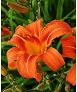 Orange- Hemerocallis fulva – Tawny Daylily - 2 Live Plants - $425.89 MXN