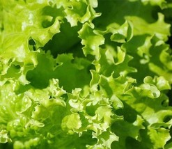 4000+ Lettuce Seeds Leaf Grand Rapids Heirloom Seeds - $11.05 CAD