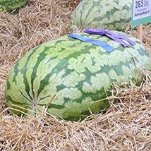 Organically Grown Xxl Giant A K A Russian Giant 100 Lb Watermelonseeds Huge Extr - $5.86