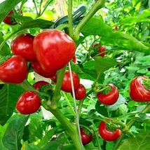 Large Cherry hot Pepper seeds - £1.59 GBP