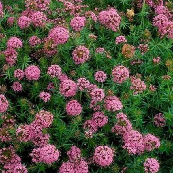 Crossworts (Crucianella Stylosa) Pink 50 Seeds Fresh Garden - $6.58