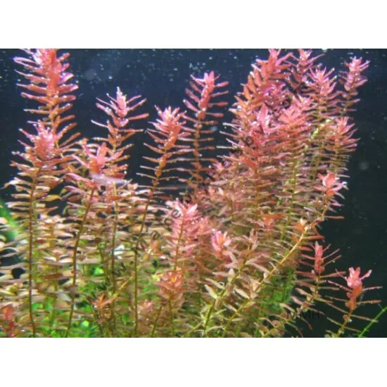 BUY 2 GET 1 FREE | Rotala Rotundifolia RED | Live Aquatic Aquarium Plant... - $15.25