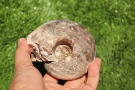 Fagesia Ammonite Fossil – Rare Nautilus Form – Cretaceous Era – Morocco - $28.71