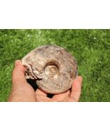 Fagesia Ammonite Fossil – Rare Nautilus Form – Cretaceous Era – Morocco - $527.33 MXN