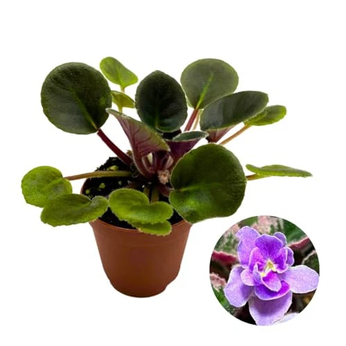 Harmony Foliage Mini African Violet Precious Lavender 2&quot; Purple Flower USA Selle - $49.99