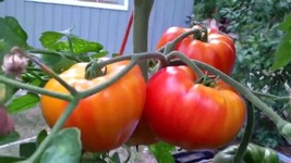 Big Rainbow Tomato Seeds NON-GMO Heirloom Slicing Beefsteak  - £2.39 GBP