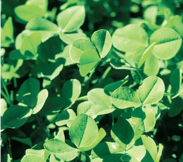 1/4 Lb Dutch Clover Seeds White Clover Non Gmo Crop Cover Buy In Bulk Sale Fresh - £22.47 GBP