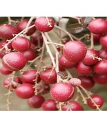 Dragon&#39;s Eye Longan (Different Varieties) Potted Tree.  4 Years Old, Gra... - £188.71 GBP