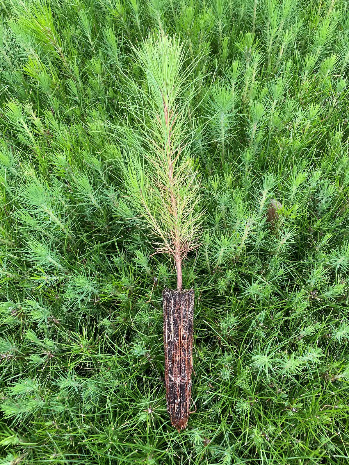 Slash Pine Tree Live Plants Pinus Elliottii Fast Growing Stately Shade - £31.94 GBP