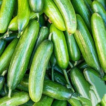 USA SELLER 25 Marketer Cucumber Seeds Productive Variety Sweet And Tender Fresh  - £8.24 GBP