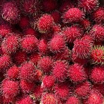 FROM US Fruit Tree 24”-36” Nephelium lappaceum (Long Seed GRAFTED Rambutan) TP15 - £107.88 GBP