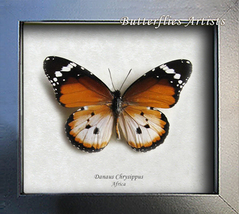 Plain Tiger African Monarch Danaus Chrysippus Real Butterfly Entomology Display - £35.19 GBP
