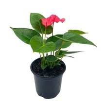Anthurium Pink, Flamingo Lily, andraeanum Linden, Painter&#39;s Palette in 4 inch Po - £14.74 GBP