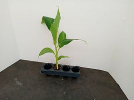 Live Plant - Grand Nain Banana 4 starter plants - Outdoor Living - Gardening - £64.73 GBP