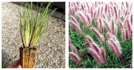 2 Pink Bunny Grass Plug Starter Plant Garden - $61.90