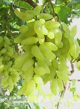 15 Seeds Golden Finger Green Sweet Grape Organic Hardy Plant Delicious F... - £23.12 GBP