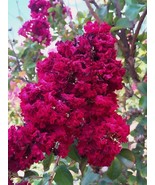 20 Dynamite Cape Myrtle Seeds Tree Flower Perennial Flowers Seed Fresh G... - $9.58